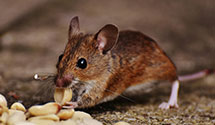 24 Hour & Emergency Exterminators in Sloan, KY